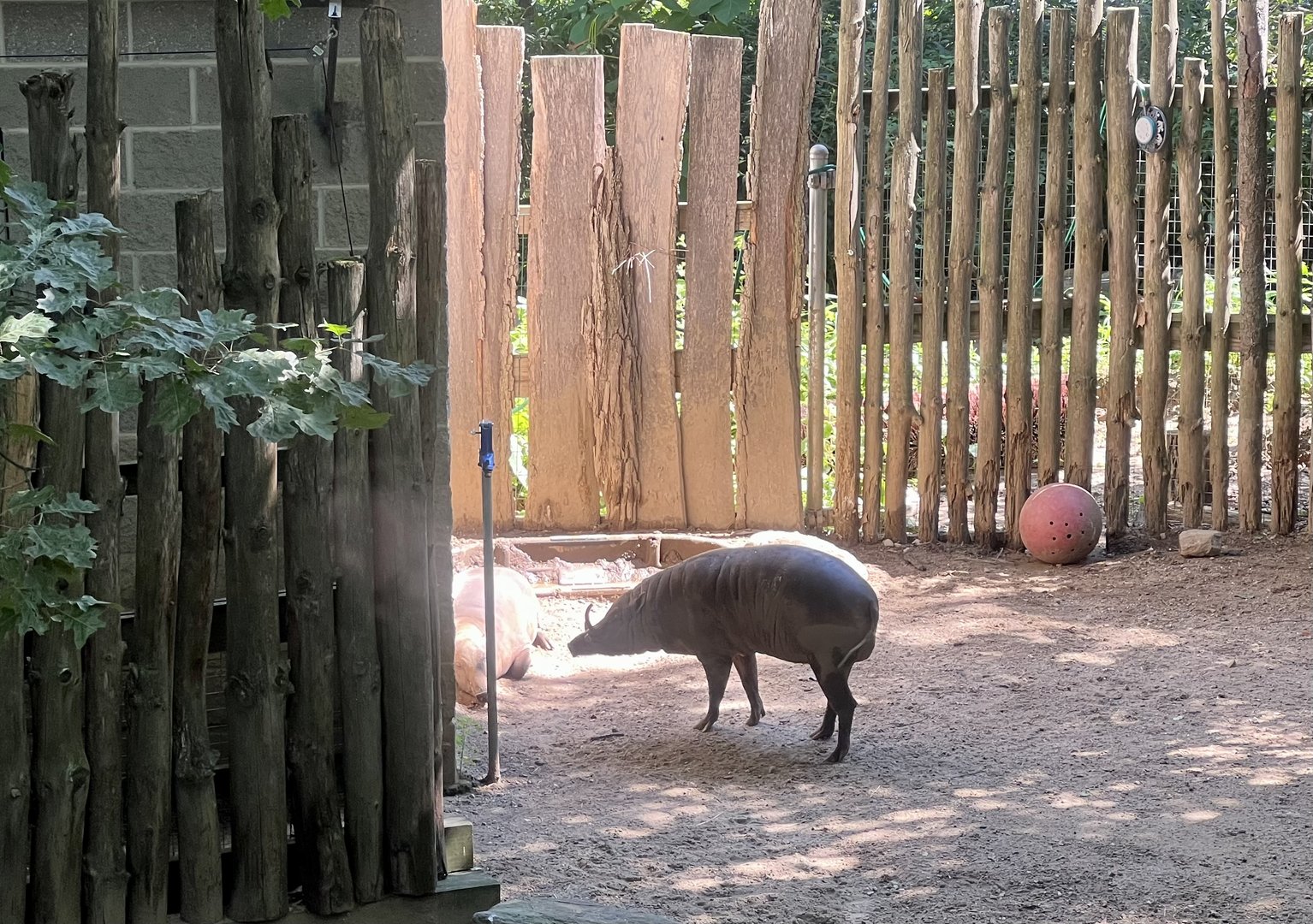 Babirusa