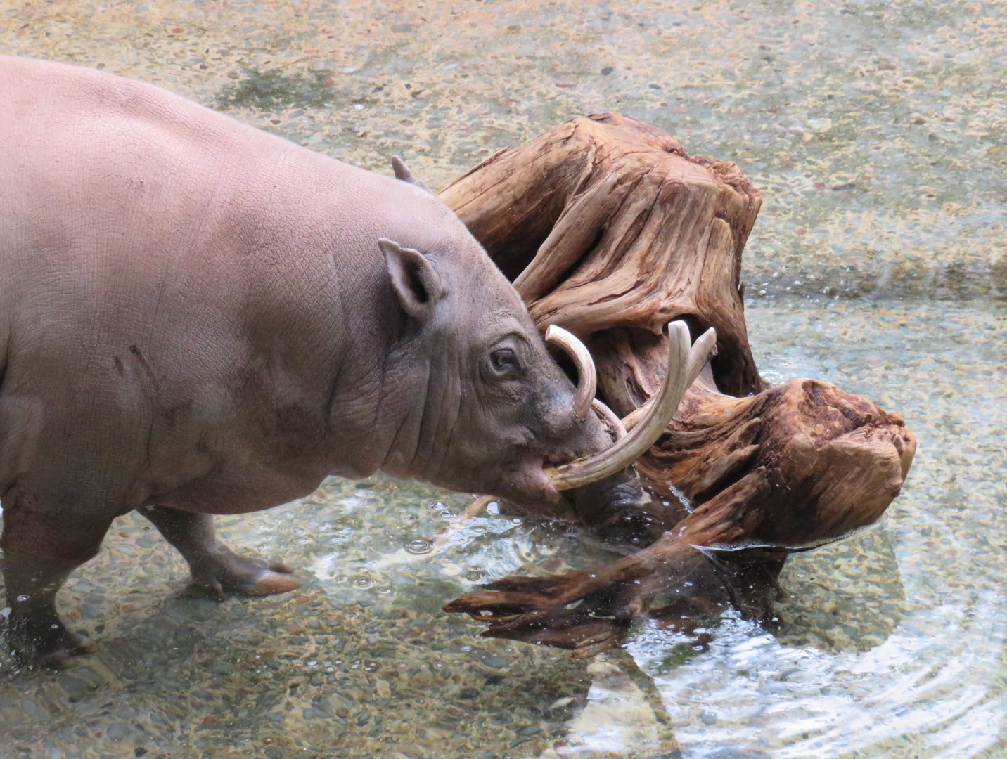 Babirusa