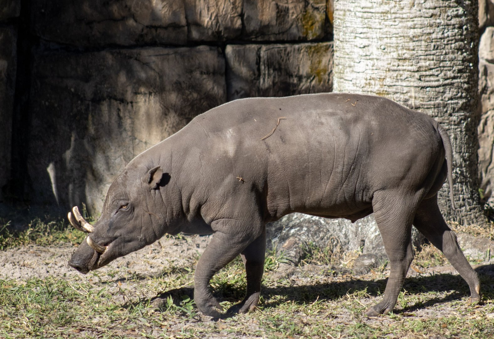 Babirusa