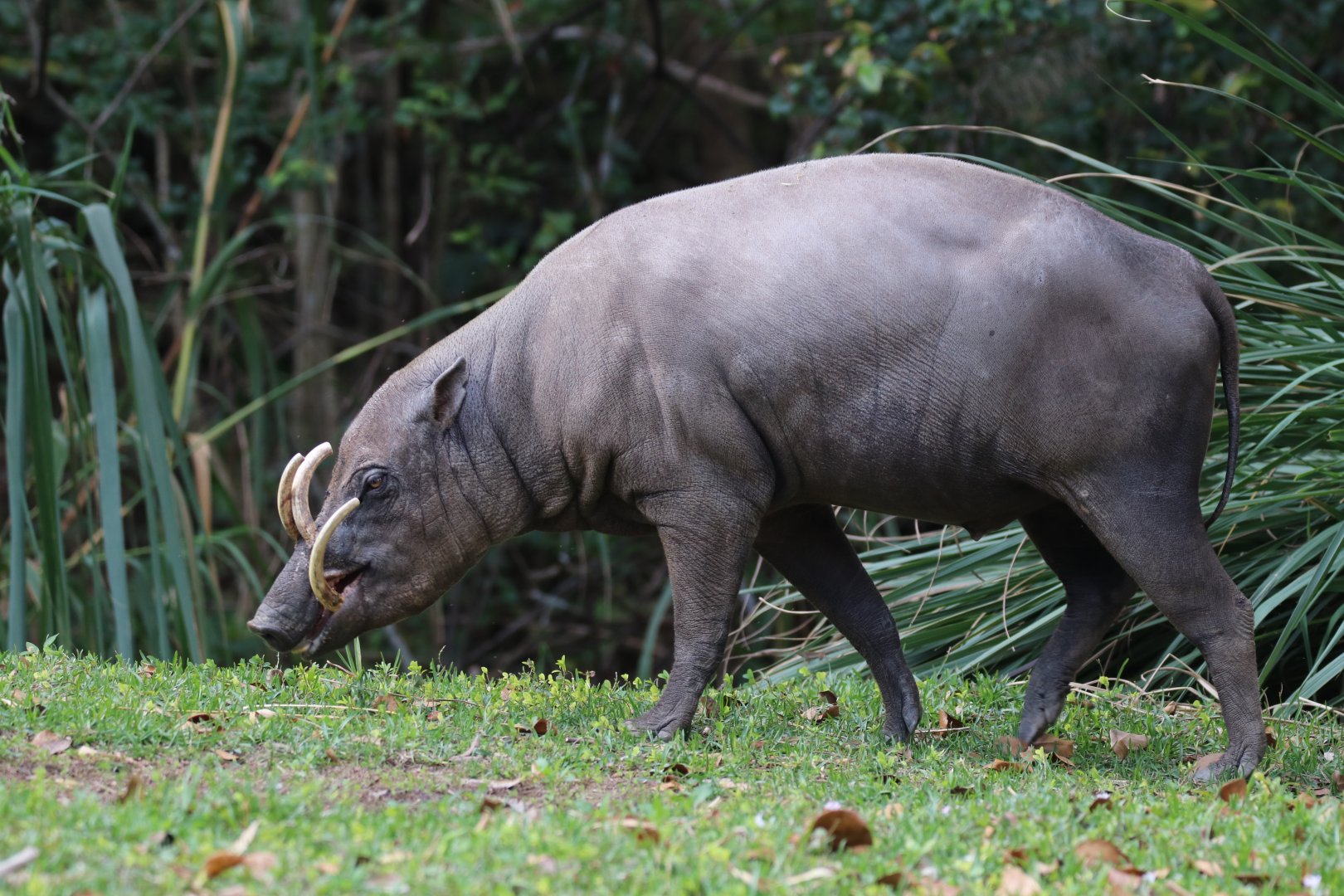 Babirusa