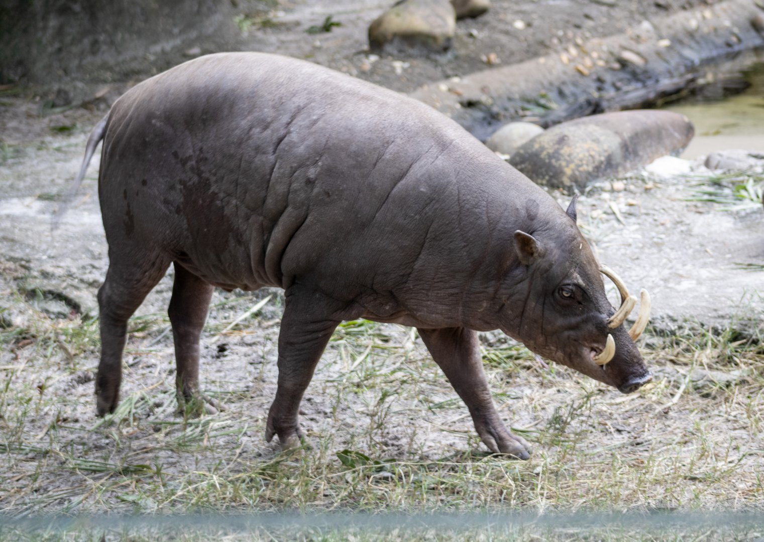 Babirusa