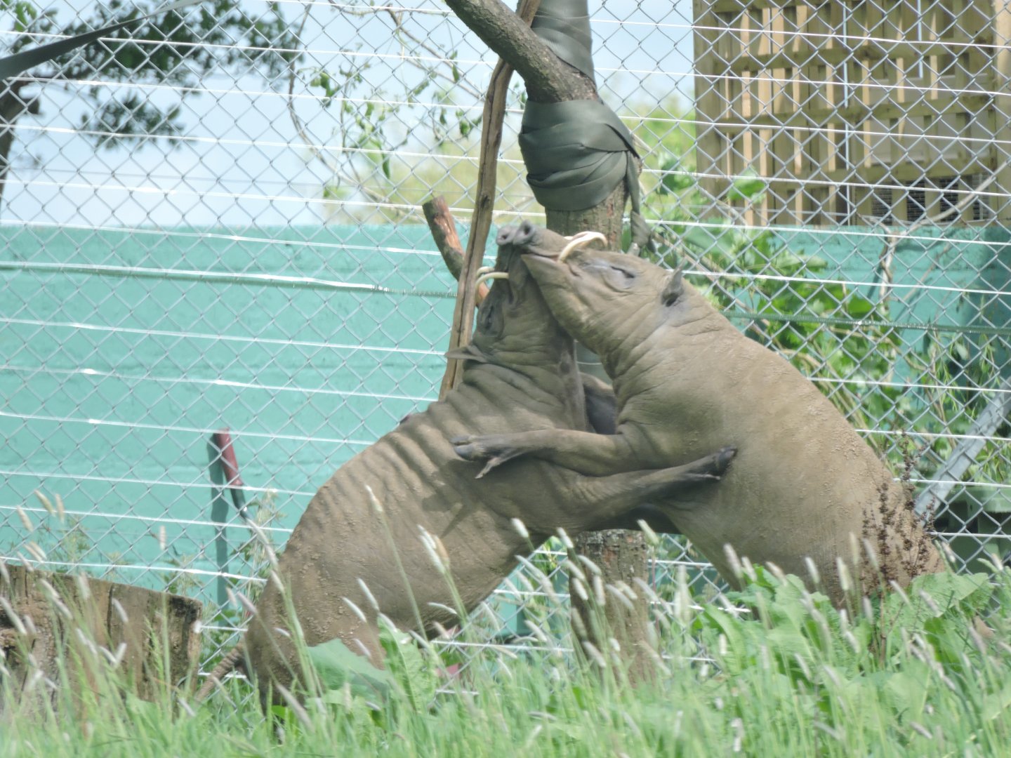 Babirusa