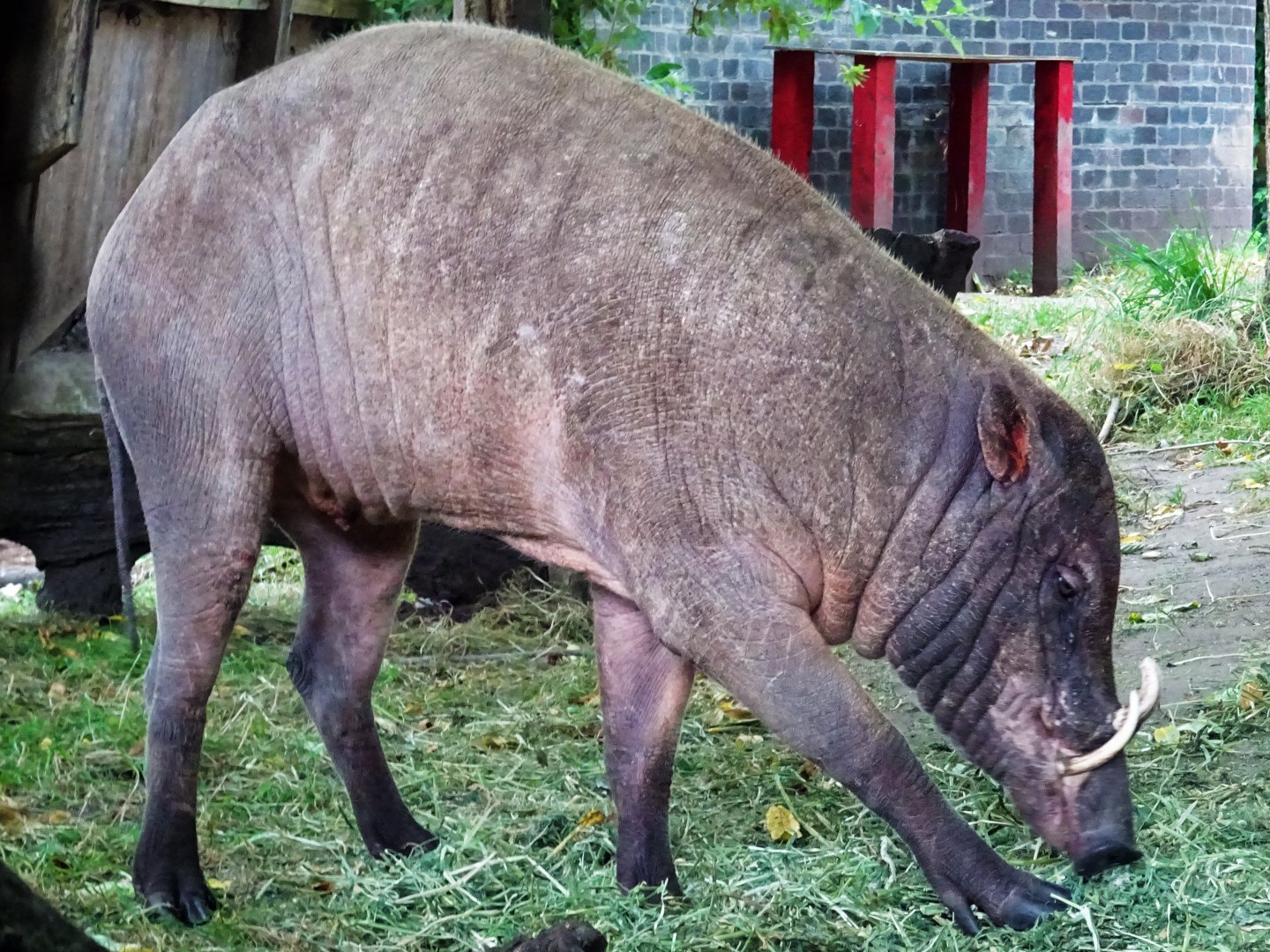 Babirusa