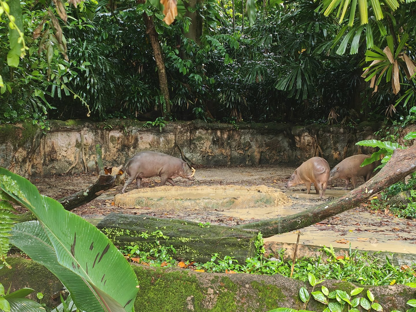 Babirusa