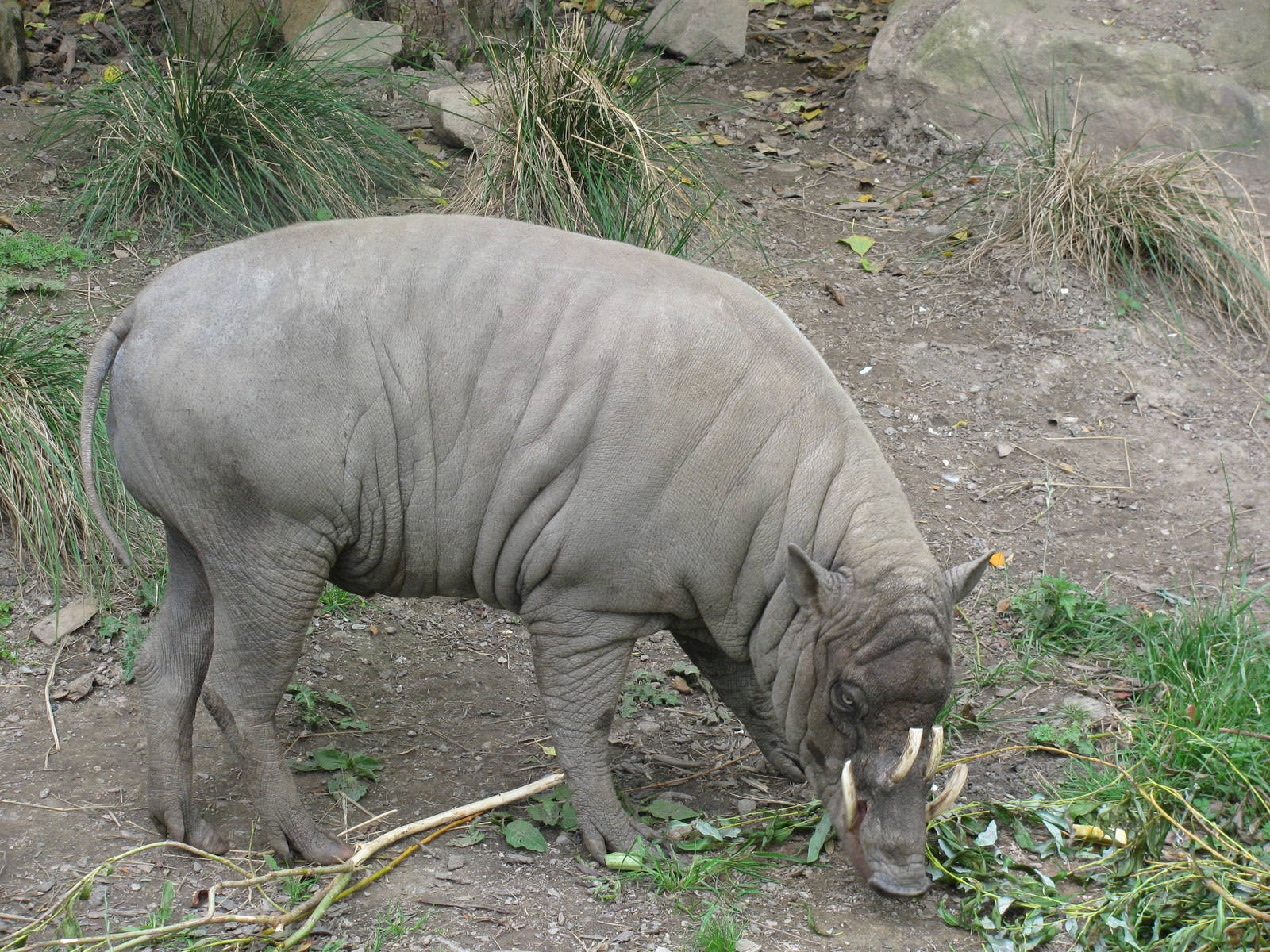 Babirusa