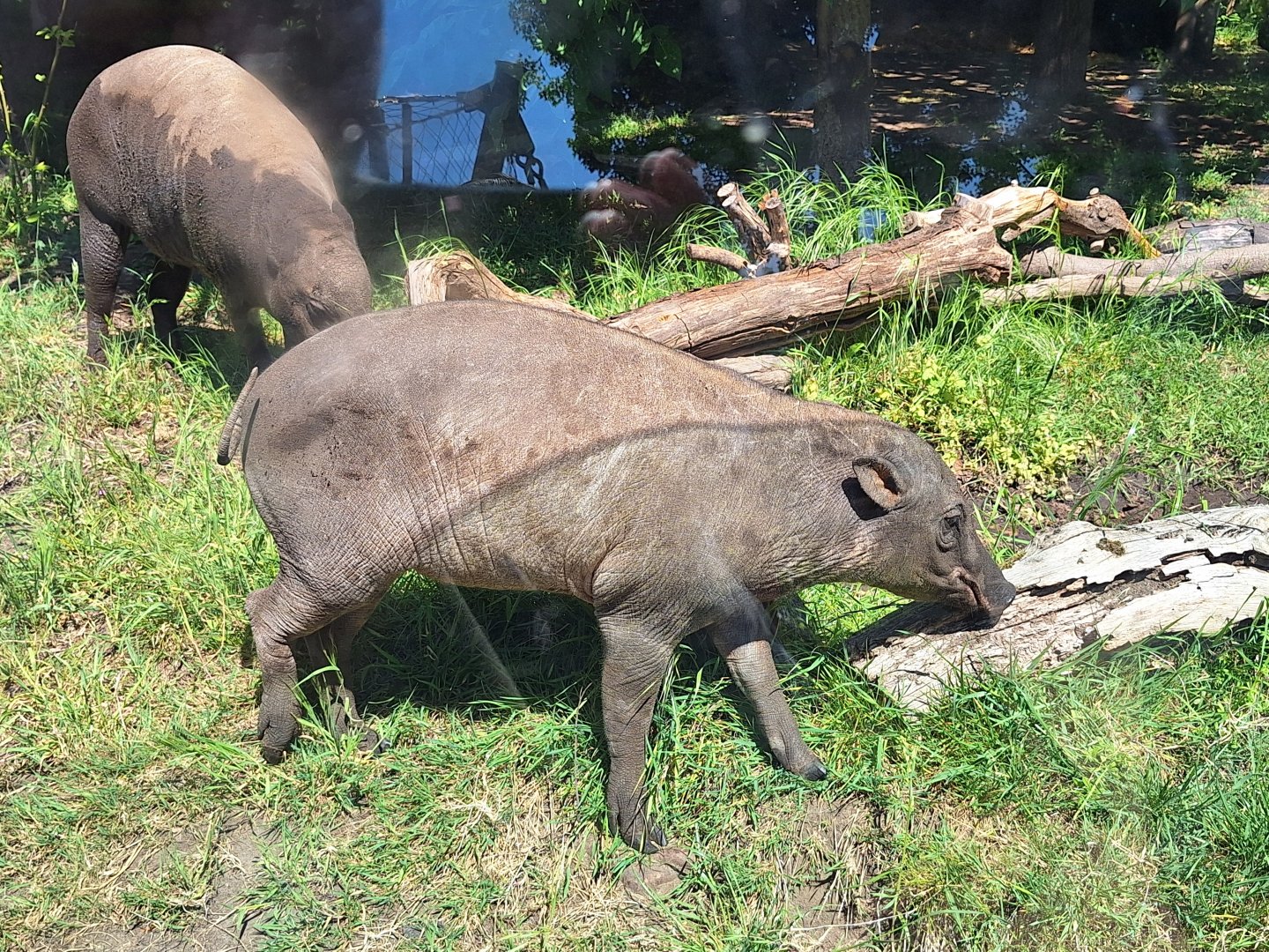 Babirusa