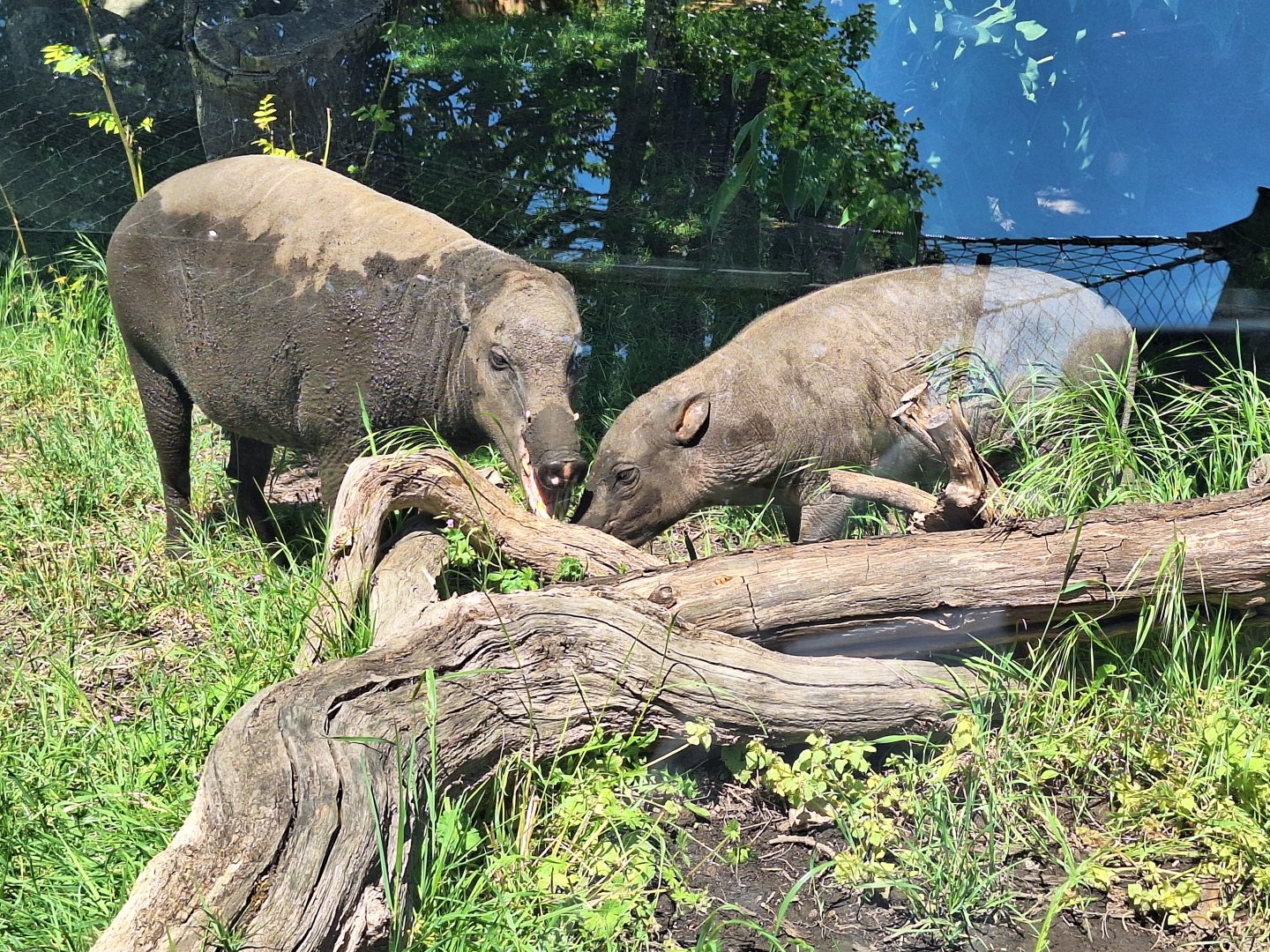 Babirusa