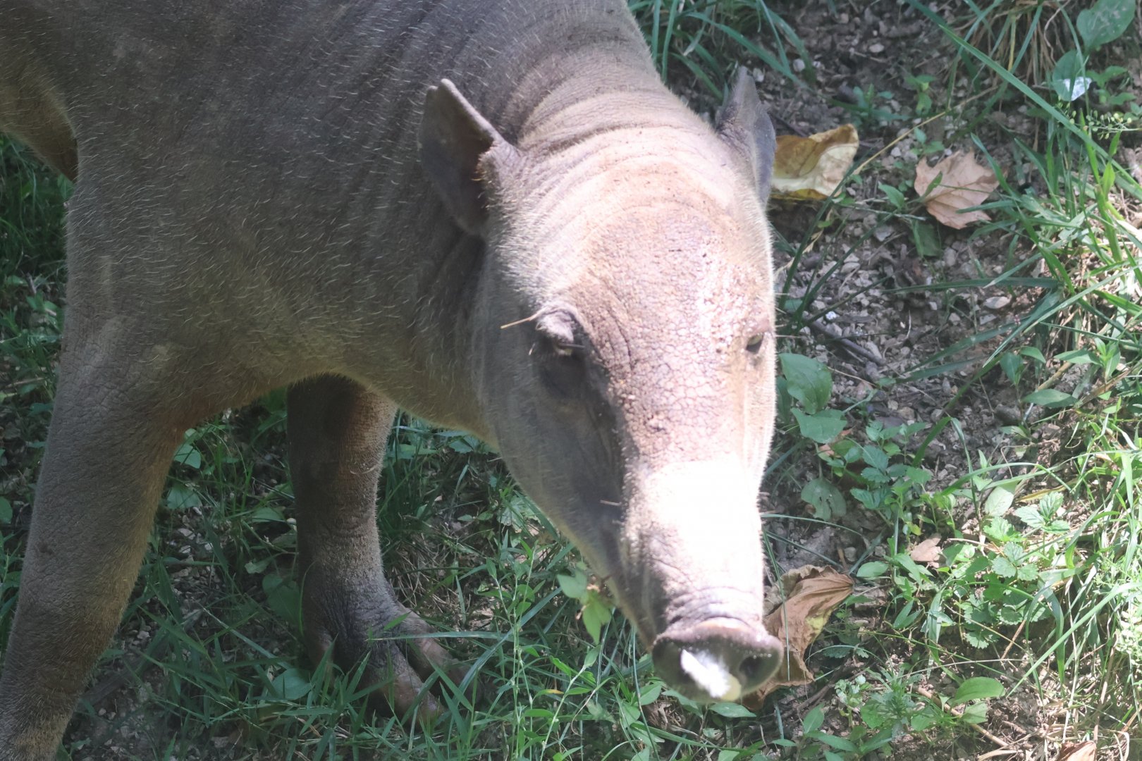 Babirusa