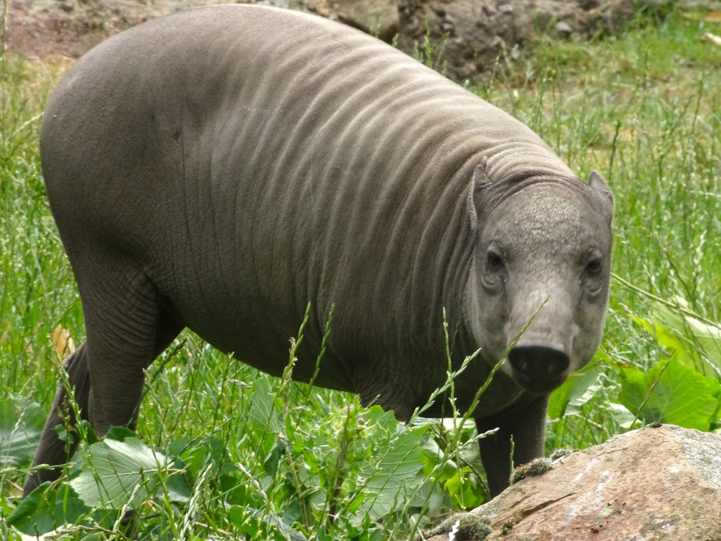 Babirusa