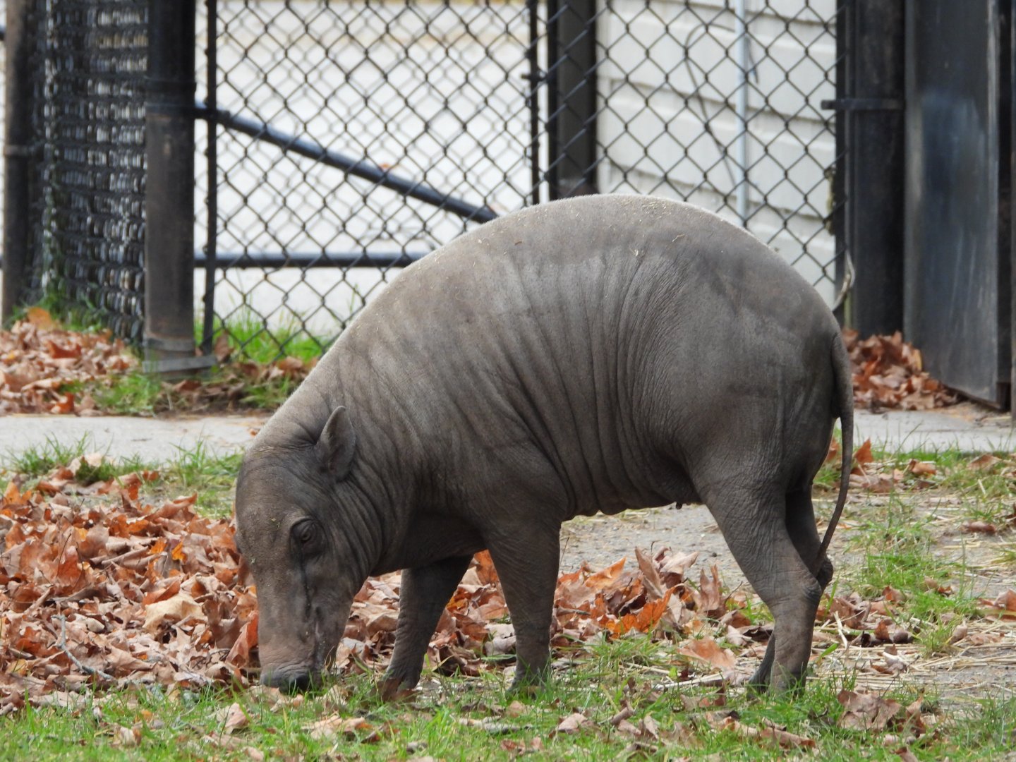 Babirusa