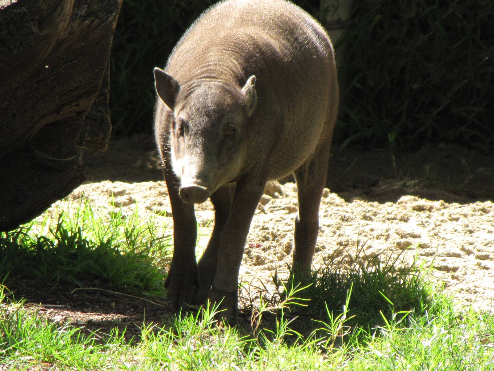 Babirusa