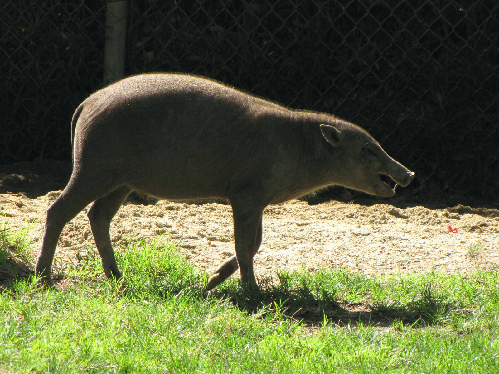 Babirusa