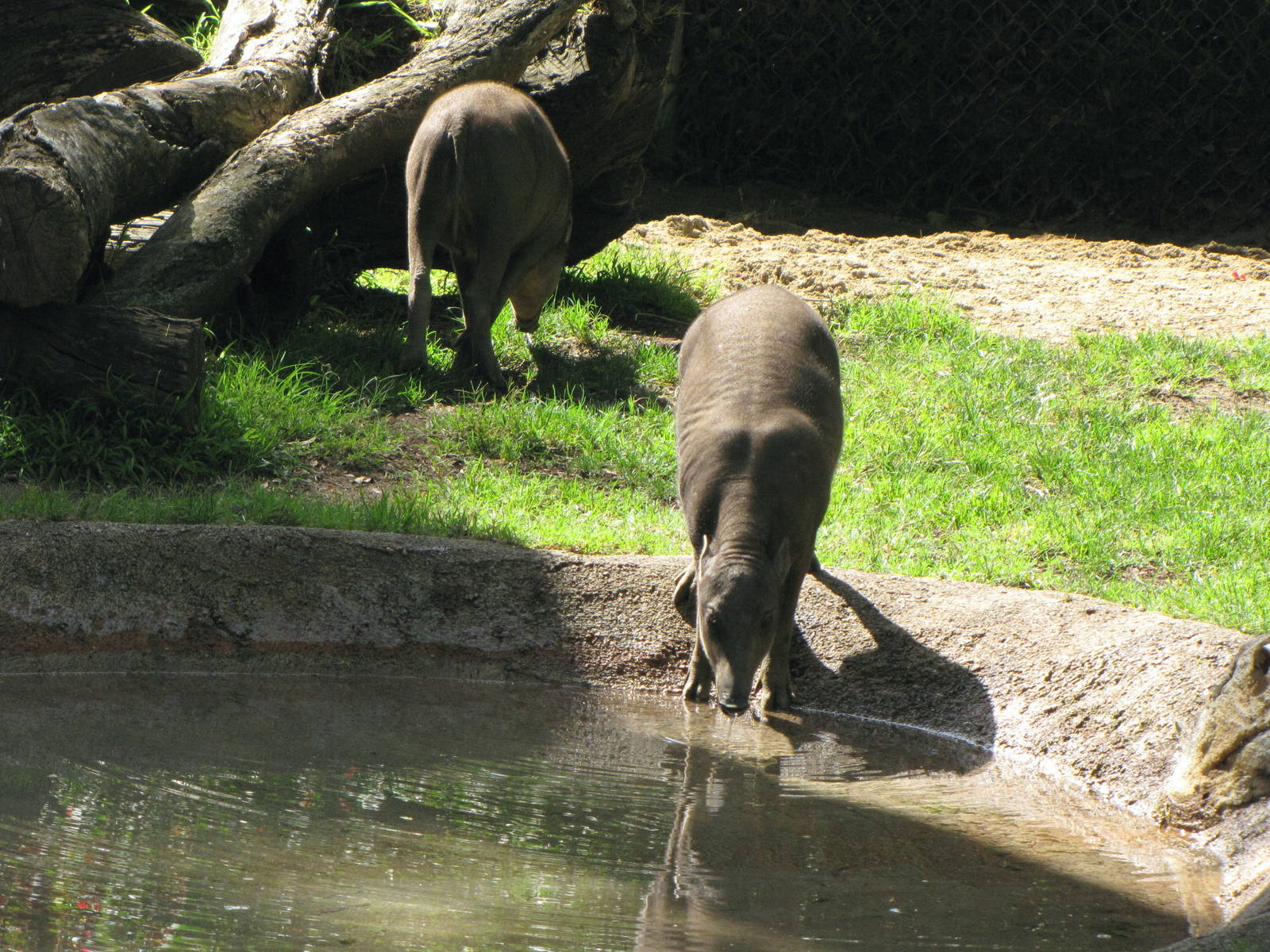 Babirusa