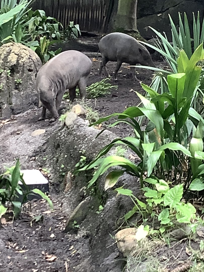 Babirusas 3/18/24