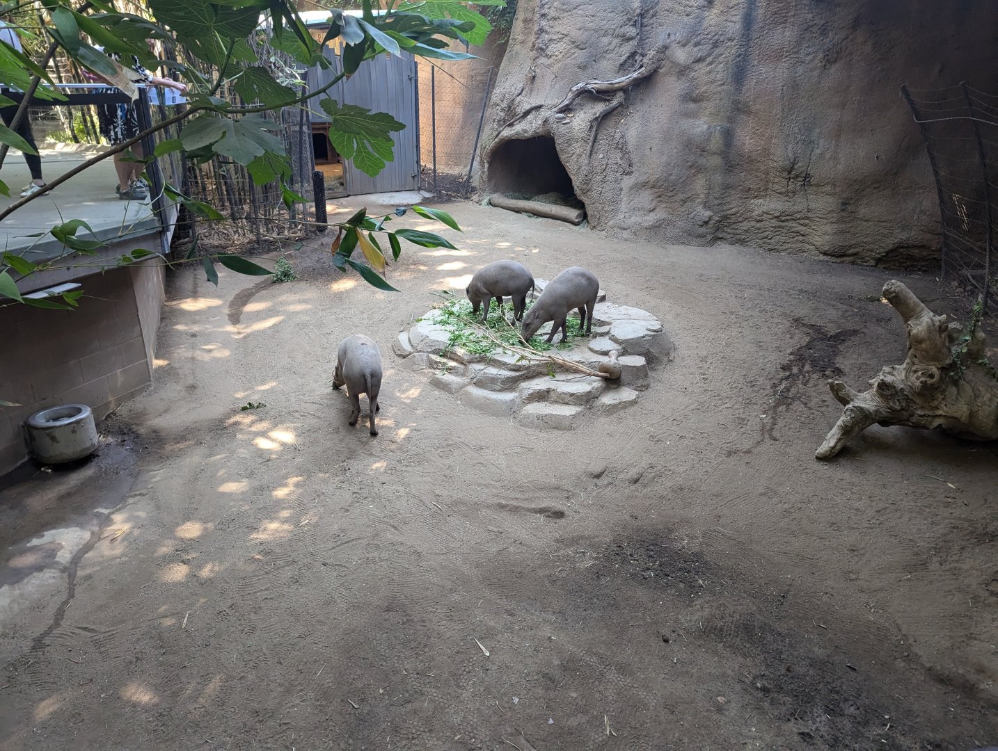 Babirusas and Enclosure