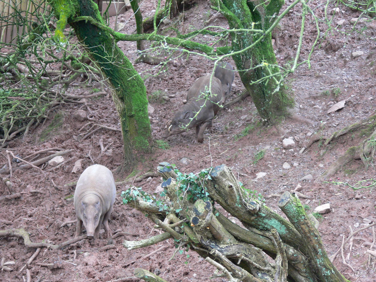 Babirusas at South Lakes WAP, 24/11/12