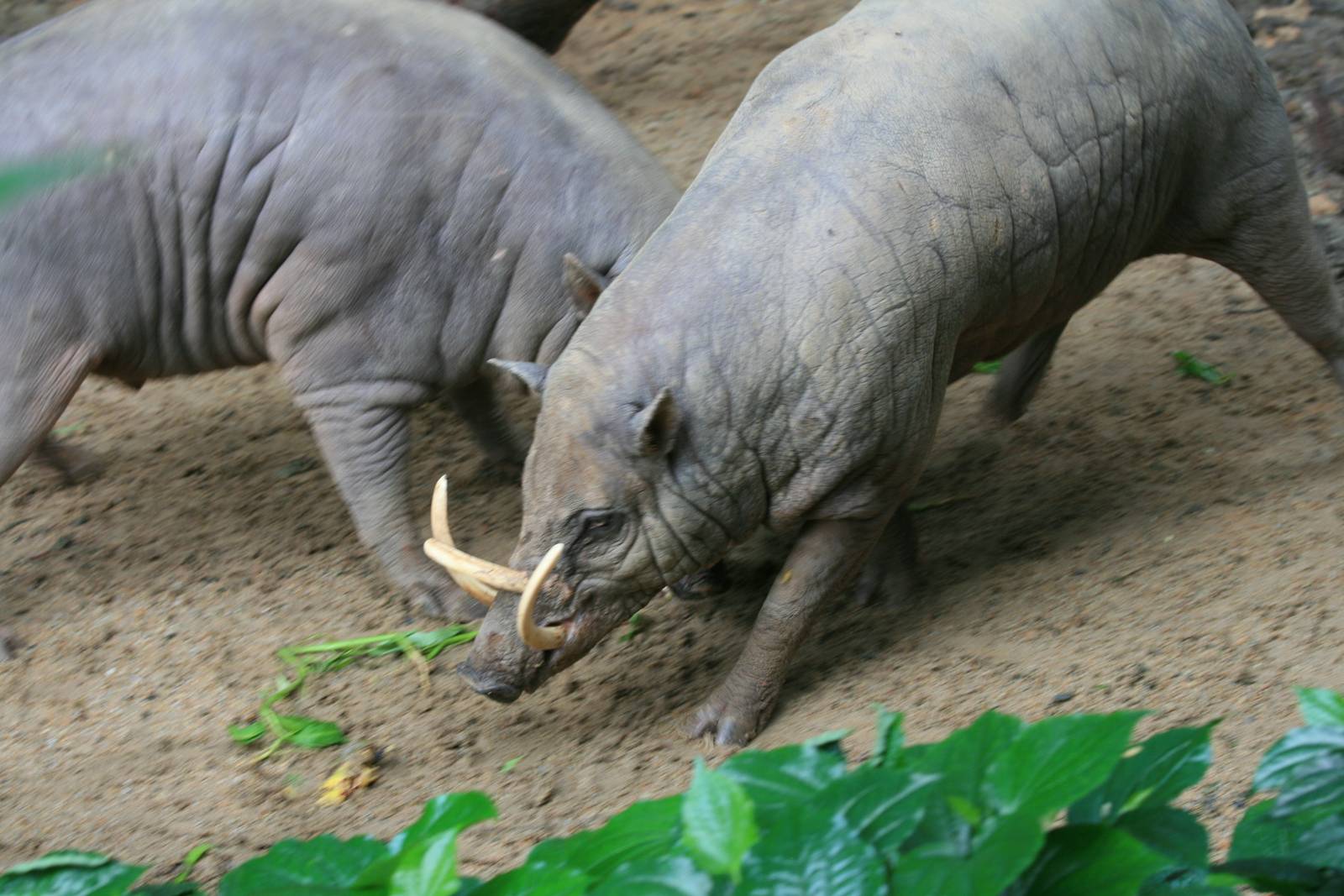 Babirusas fighting