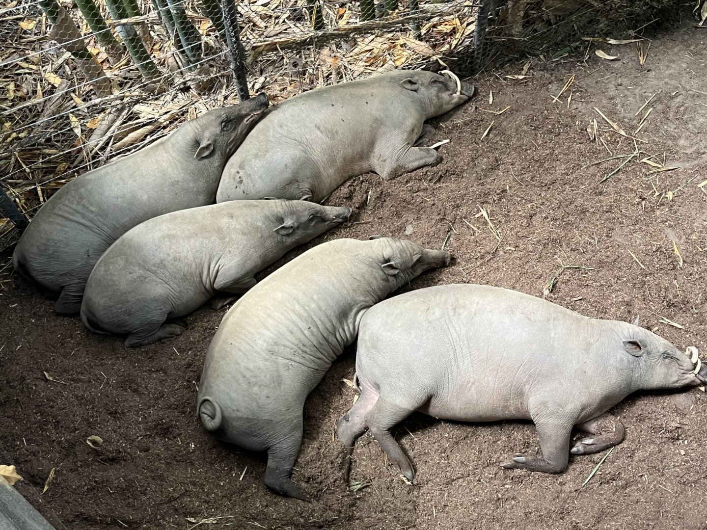 Babirusas Sleeping