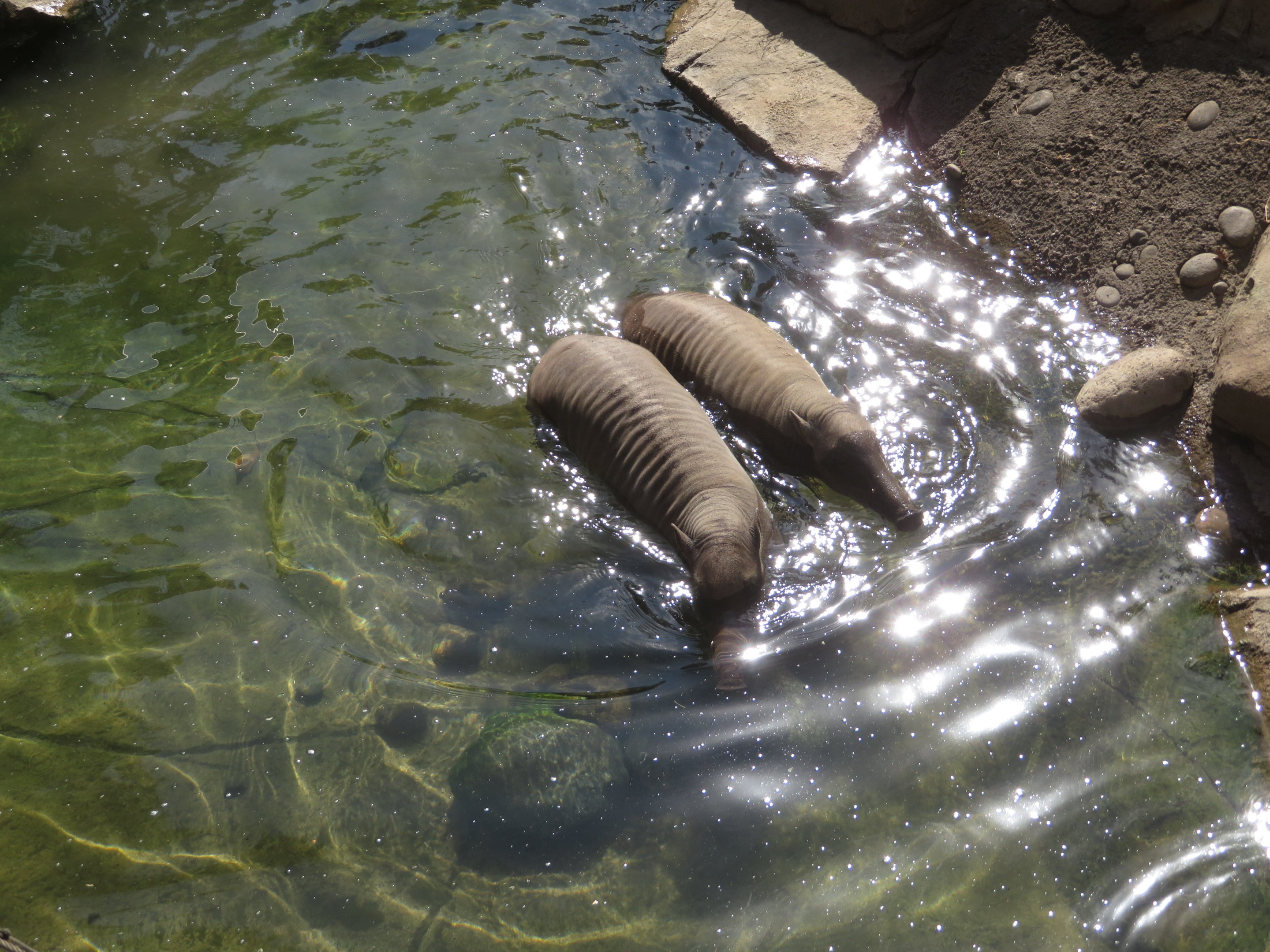 Babirusas Swimming