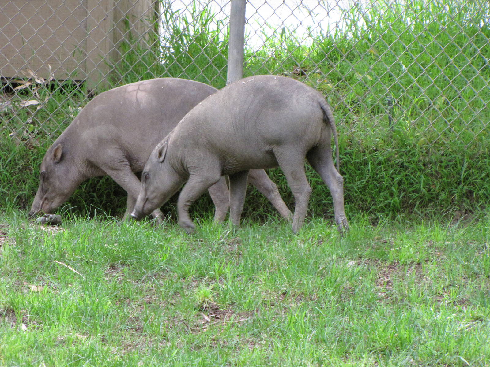 Babirusas
