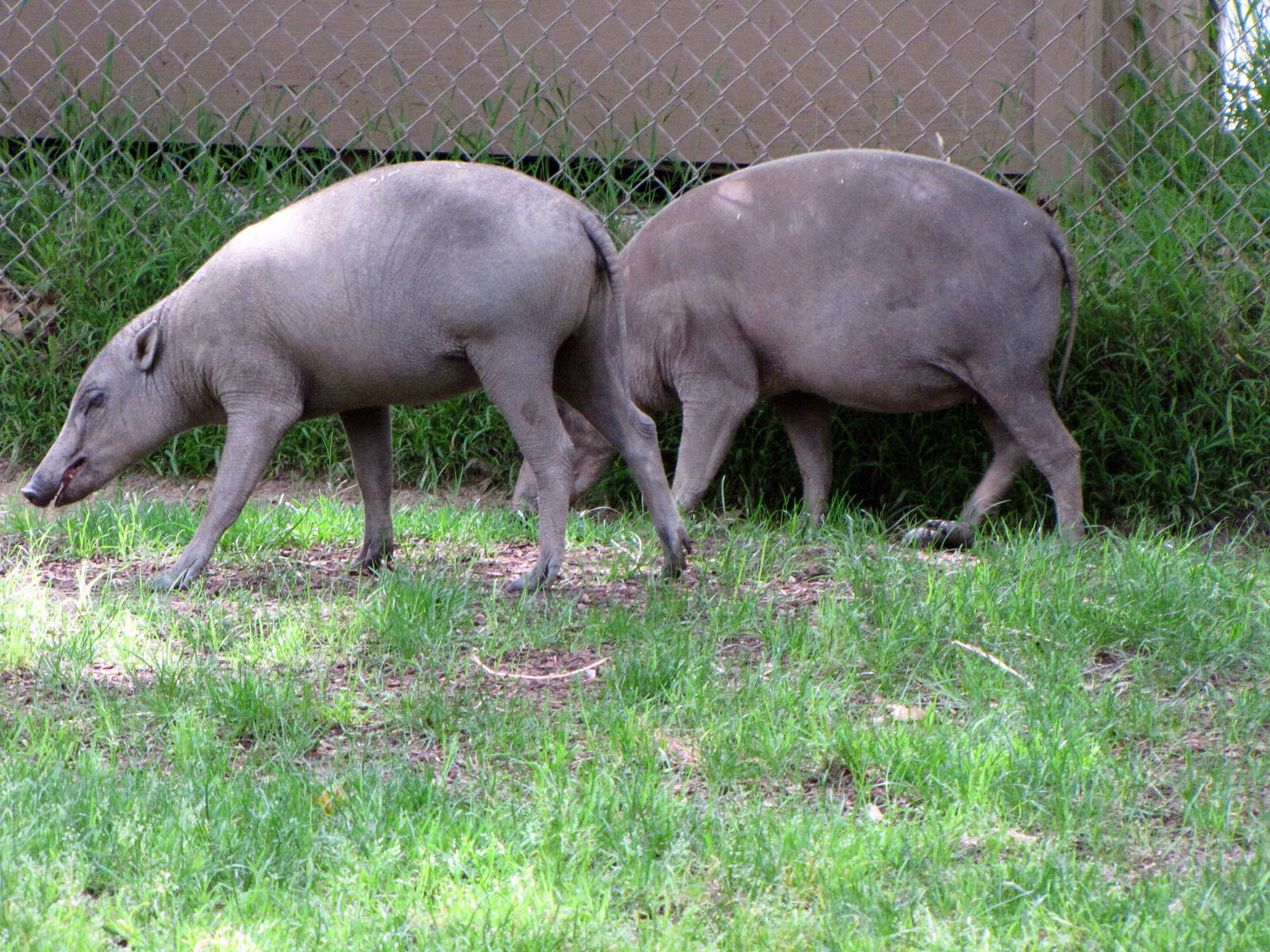 Babirusas