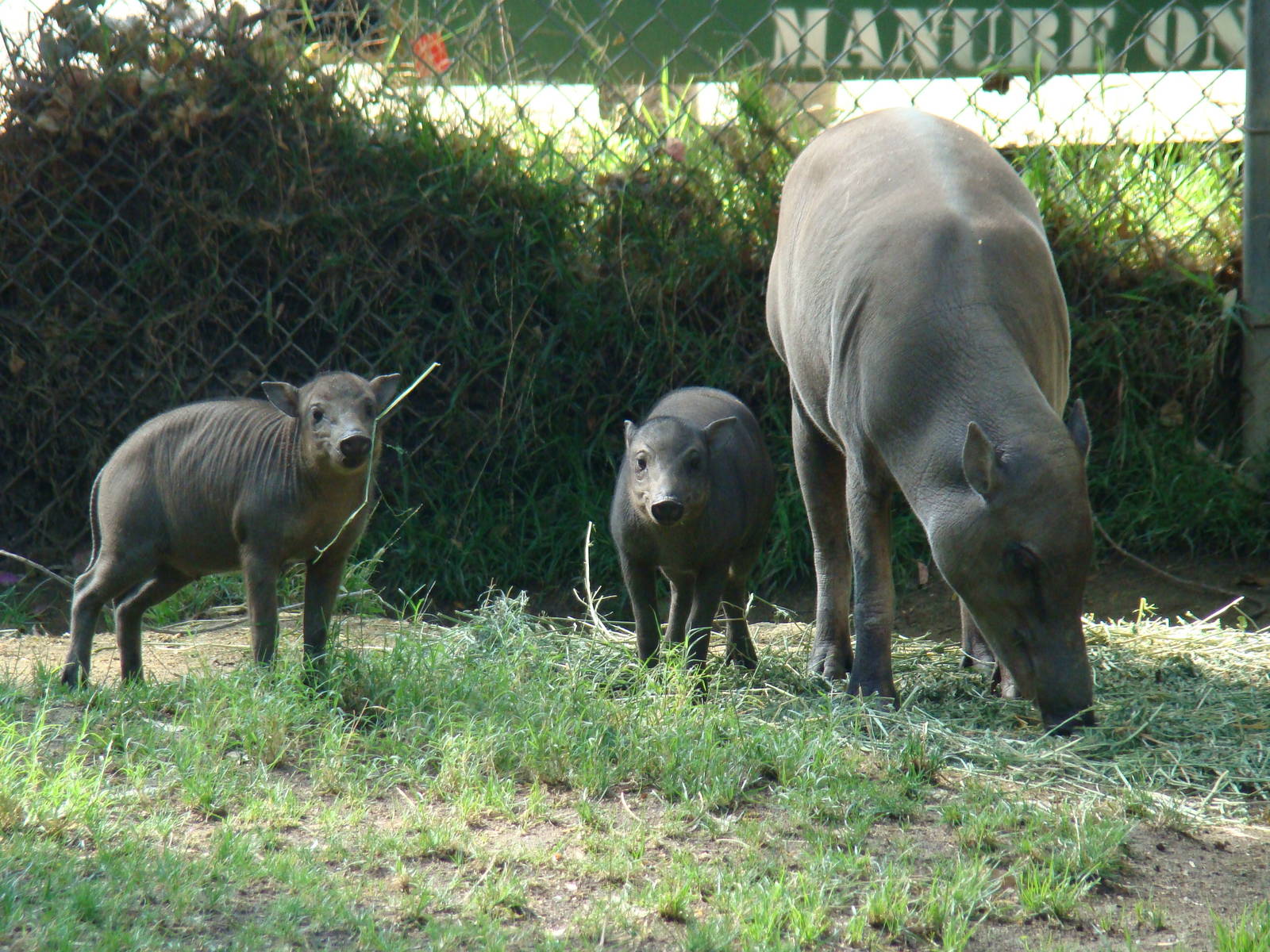 Babirusas