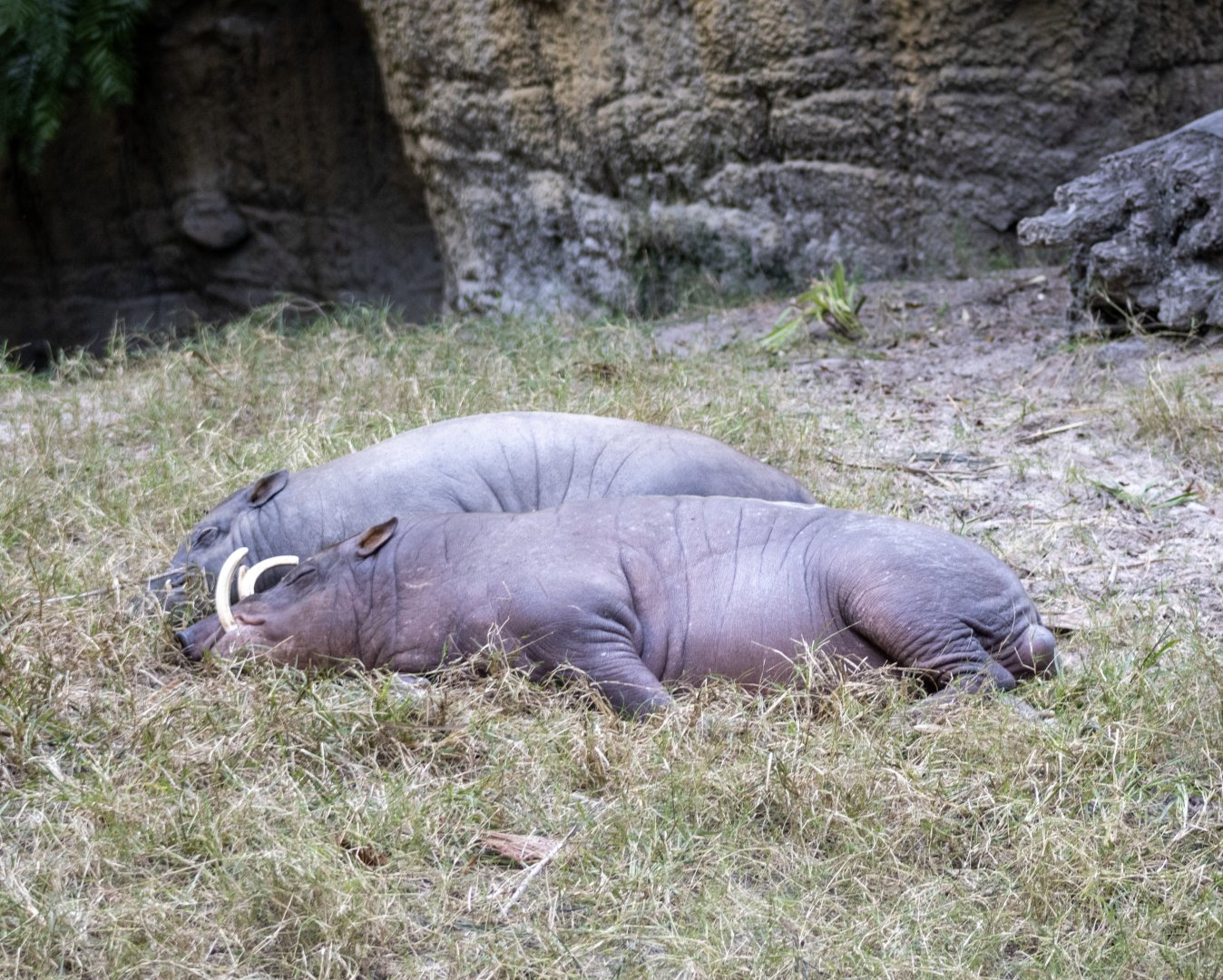 Babirusas