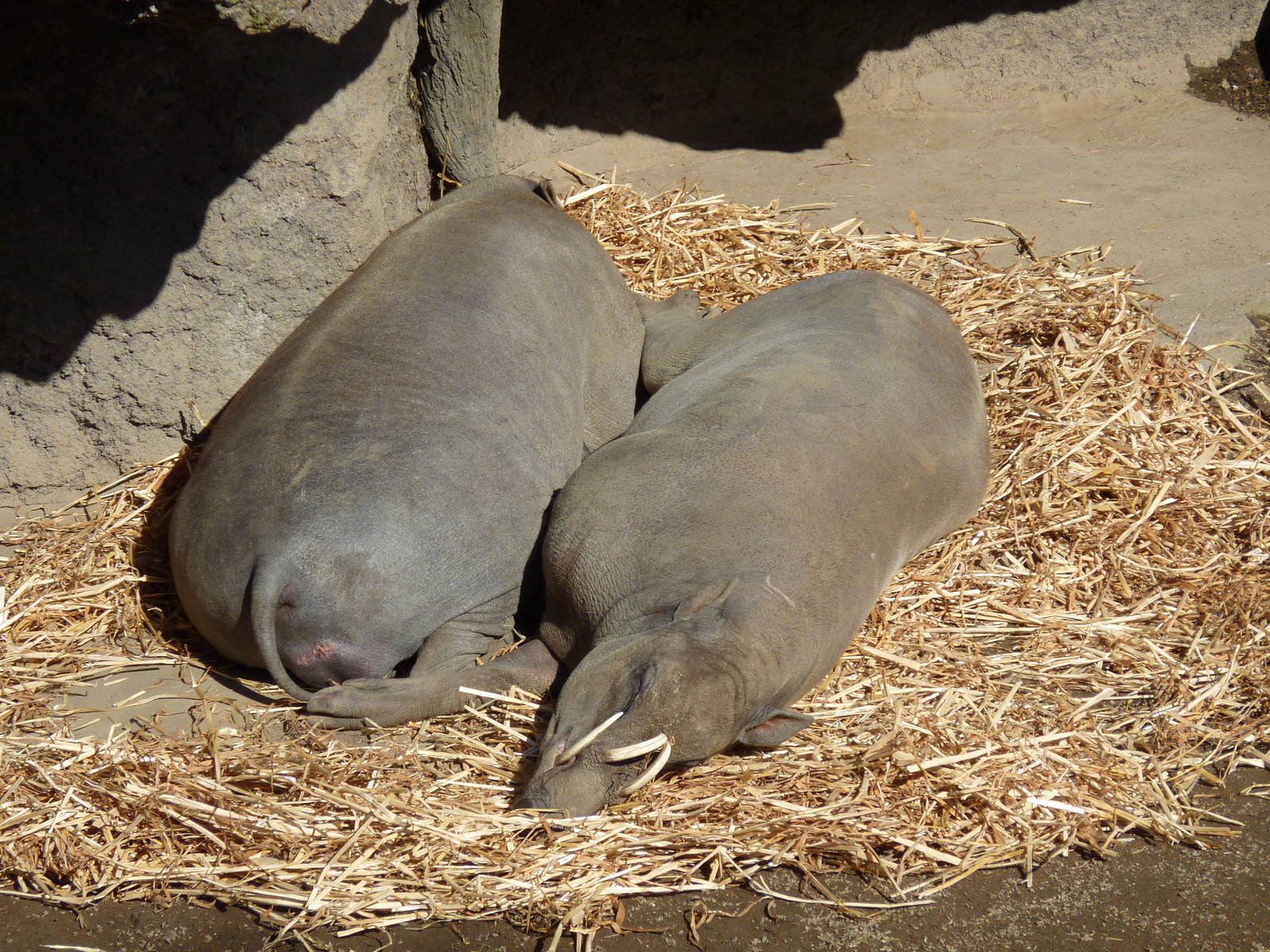 Babirusas