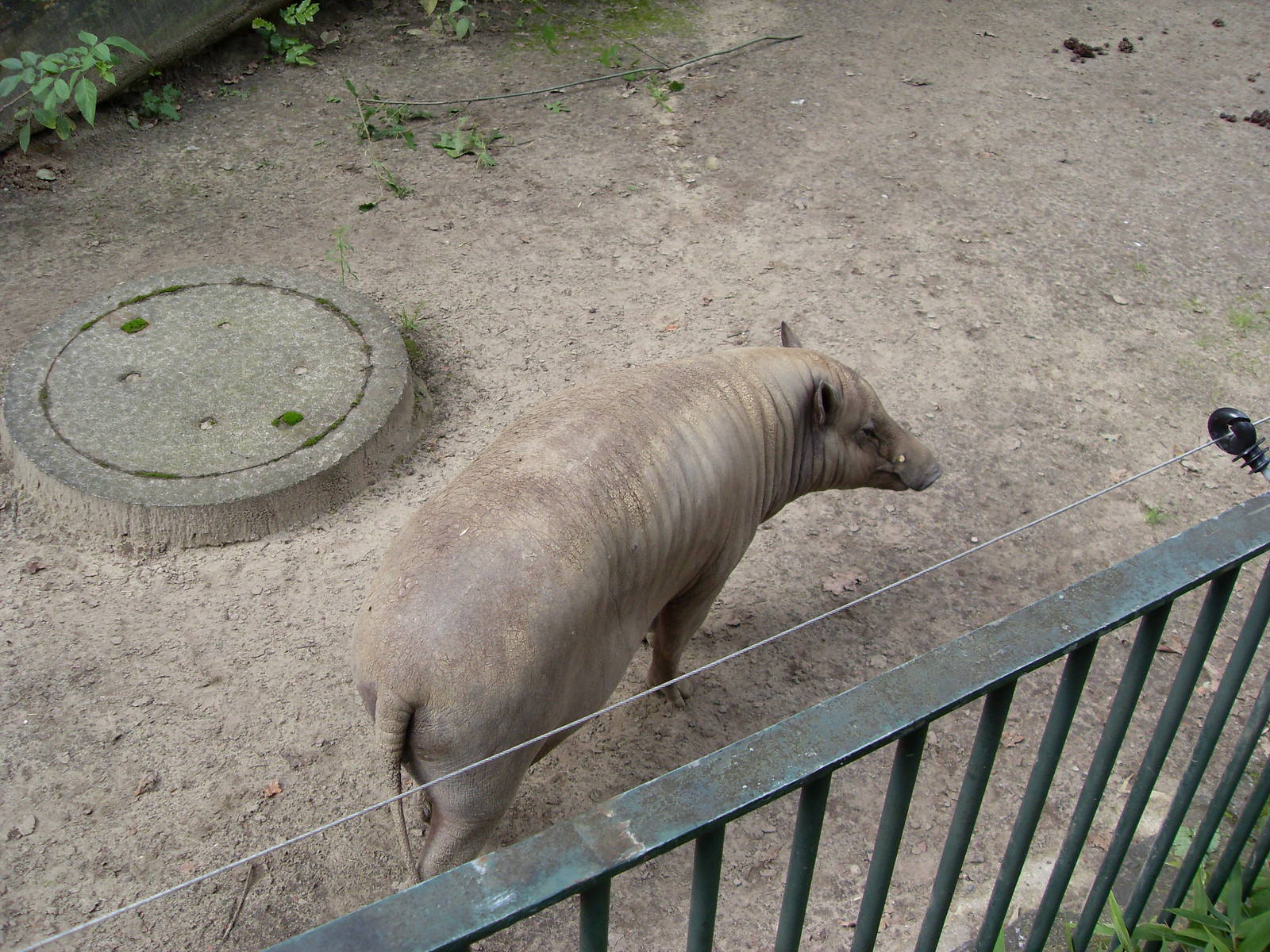 babirussa 030910