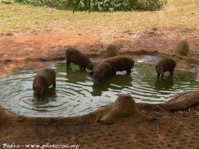 Babirussa (Babirussa babyrussa)