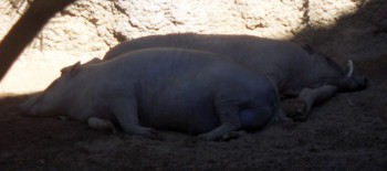 Babirussa (Babyrousa babyrussa)