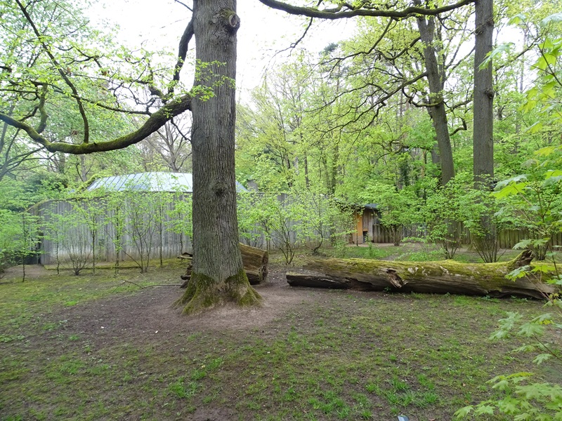 Babirussa outdoor enclosure (Tapir House)