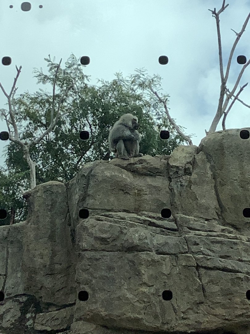 Baboon 10/7/21