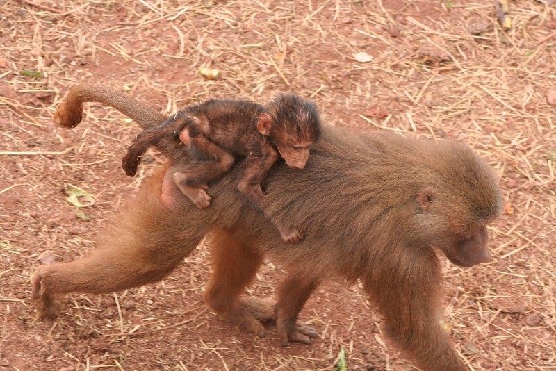 baboon and baby 19 May 2010