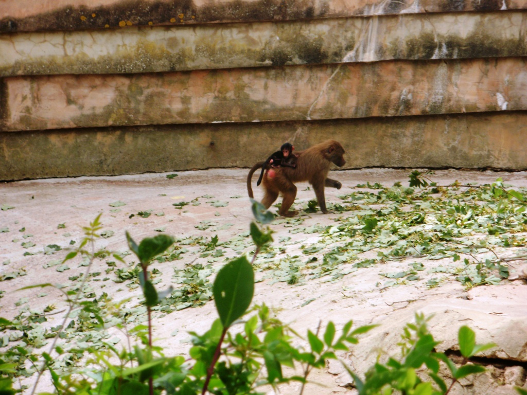 Baboon and Baby - 27.07.2010