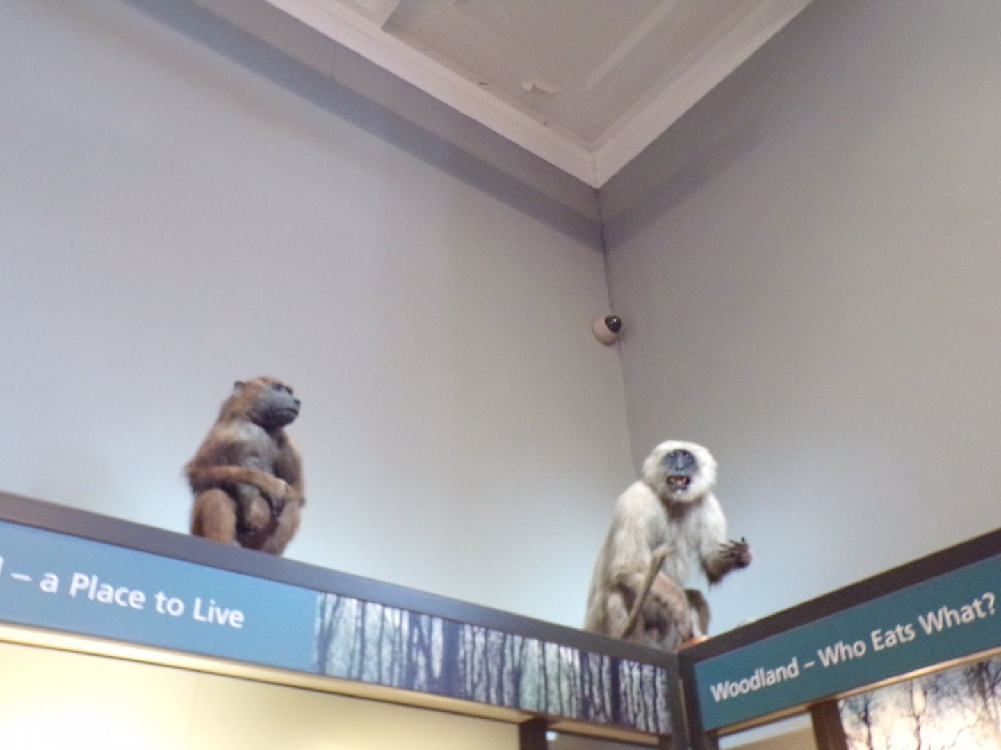 Baboon and Hanuman langur (taken at Kelvingrove museum) 12.2.24