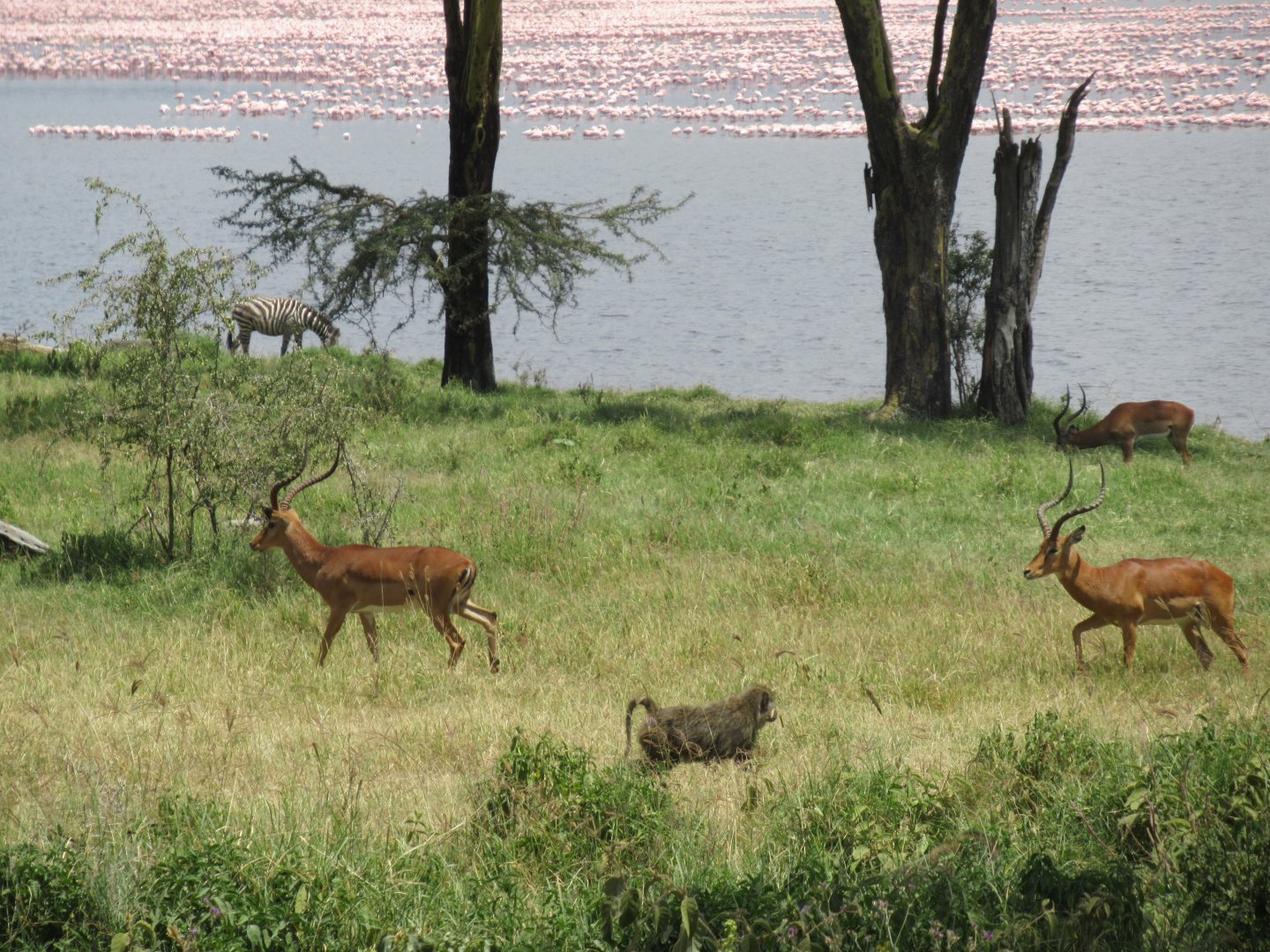 Baboon and impalas