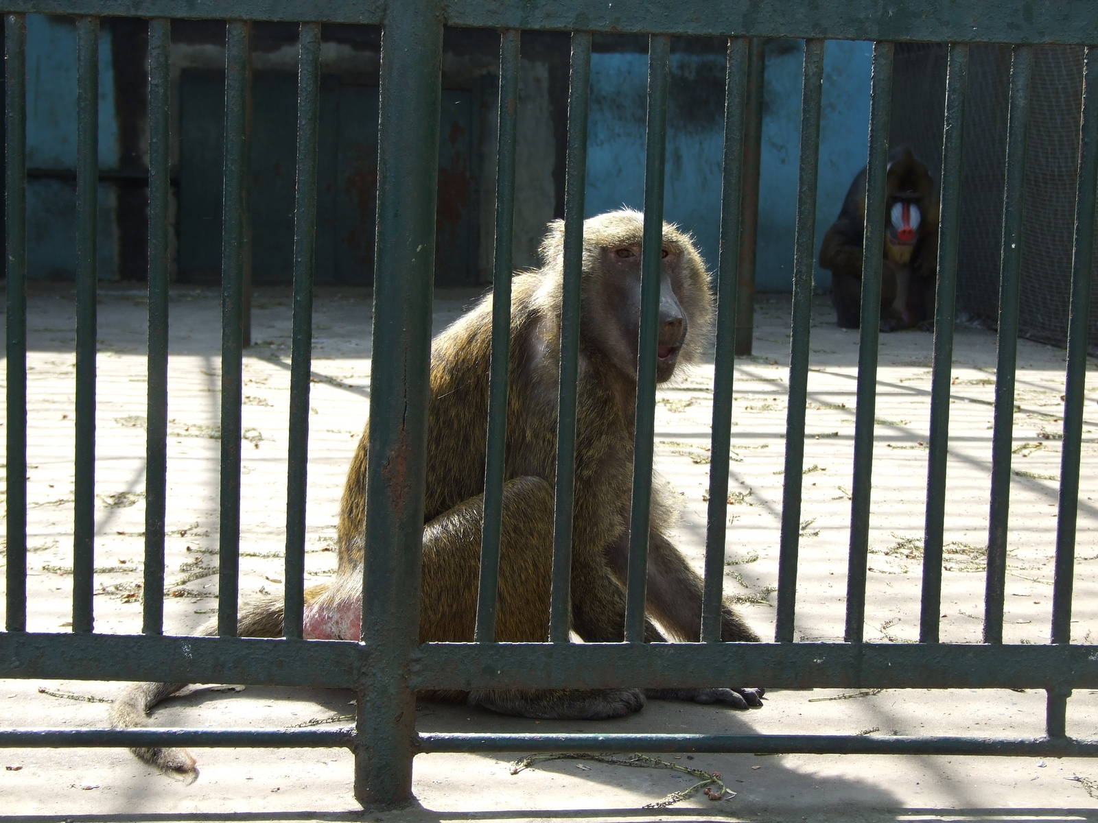 Baboon and Mandrill mixed exhibit