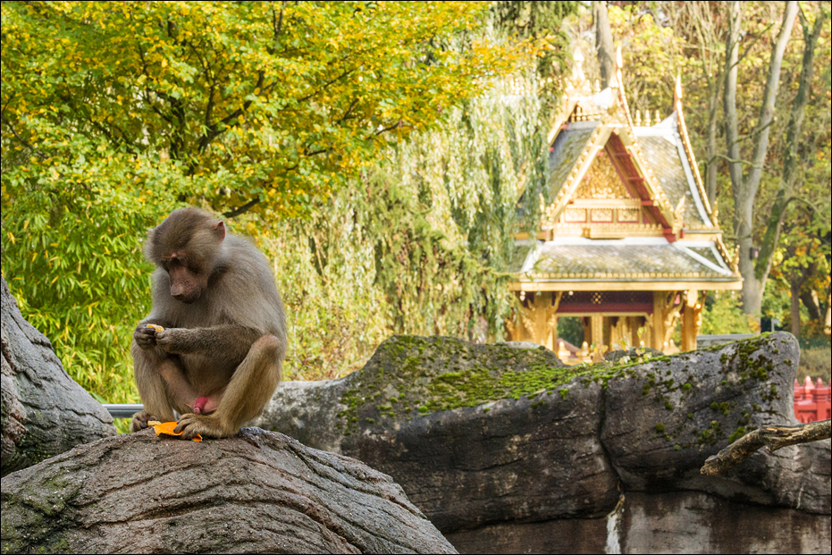 Baboon at Hagenbeck