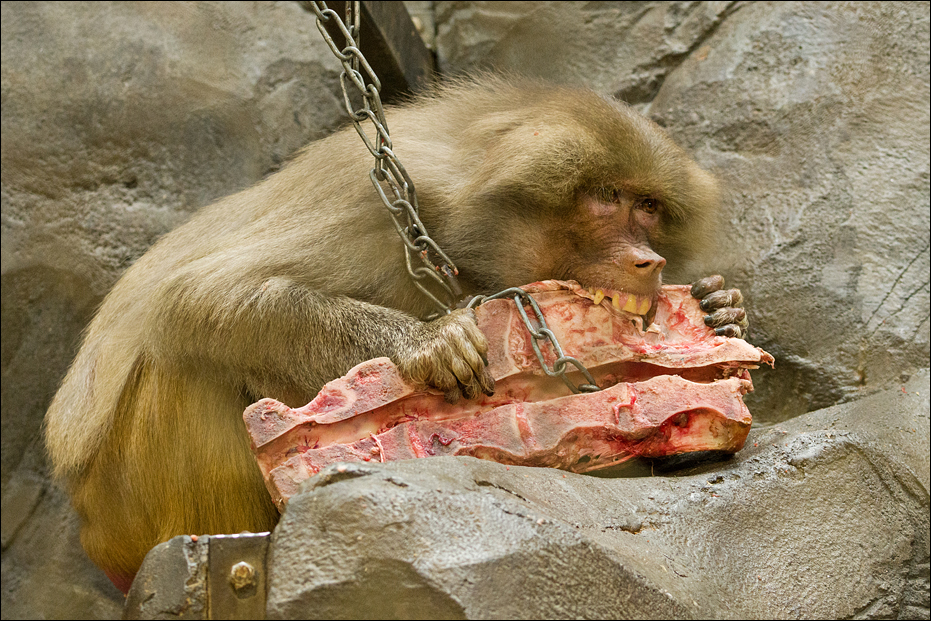 Baboon at Hagenbeck