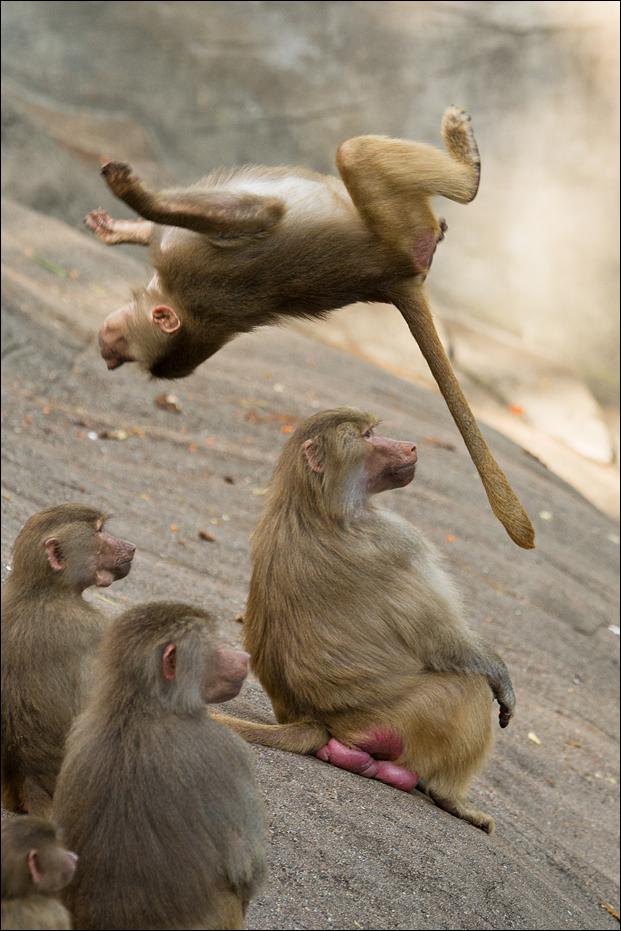 Baboon at Hagenbeck