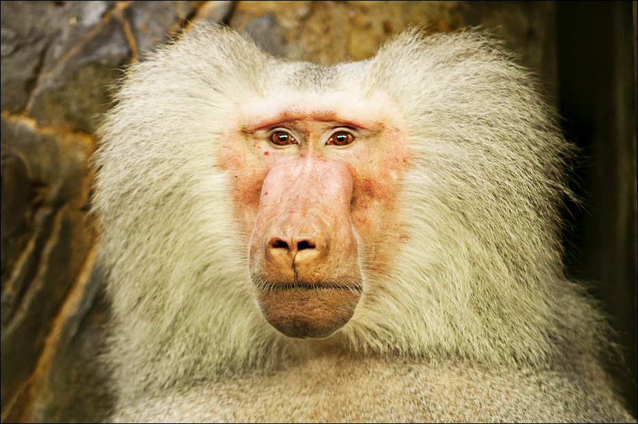 Baboon at Hamburg