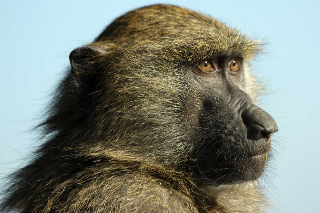 Baboon at Knowsley