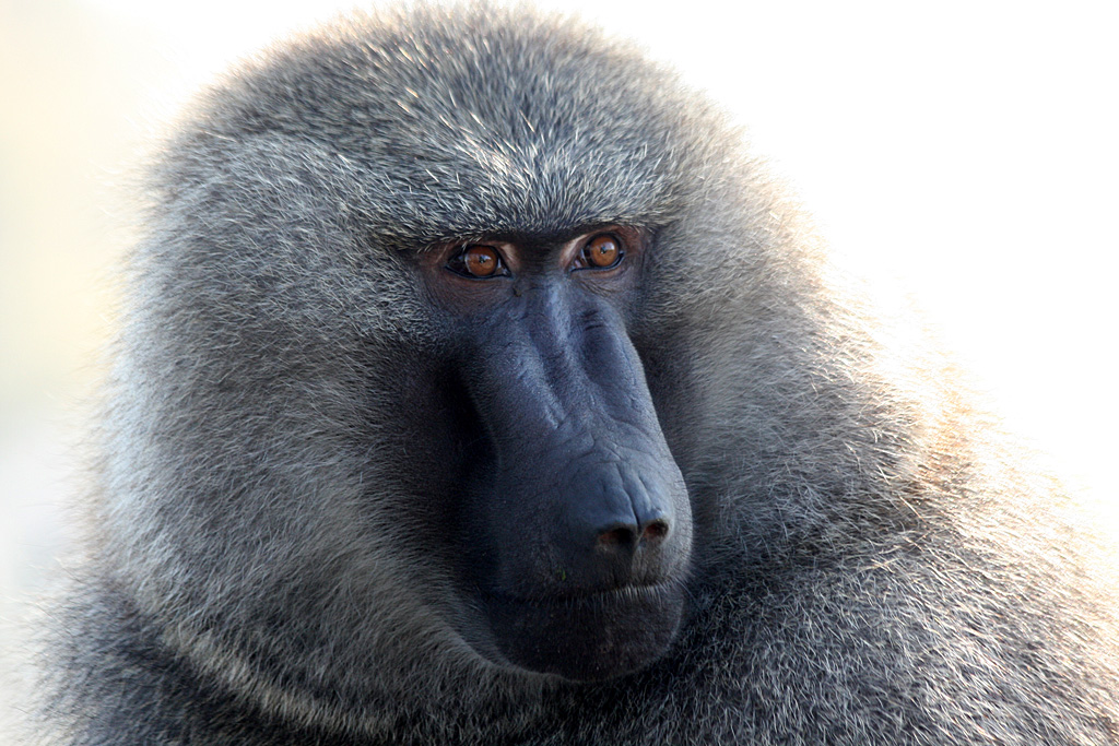 Baboon at Knowsley