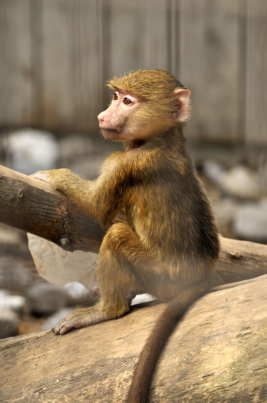 Baboon at Twin Vally Zoo