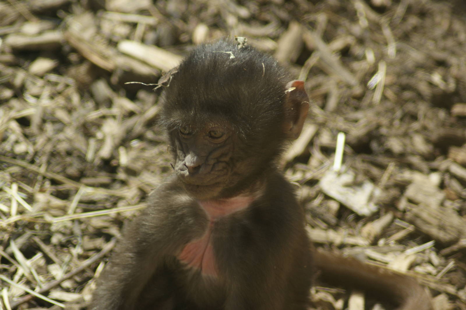 baboon baby
