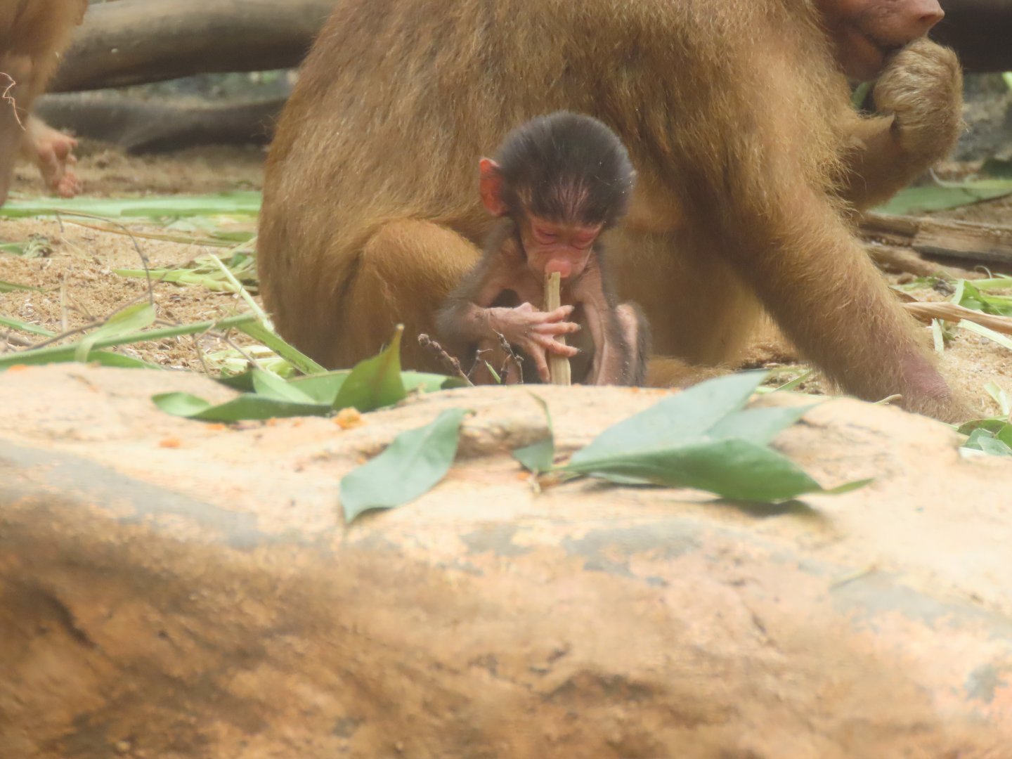 Baboon baby