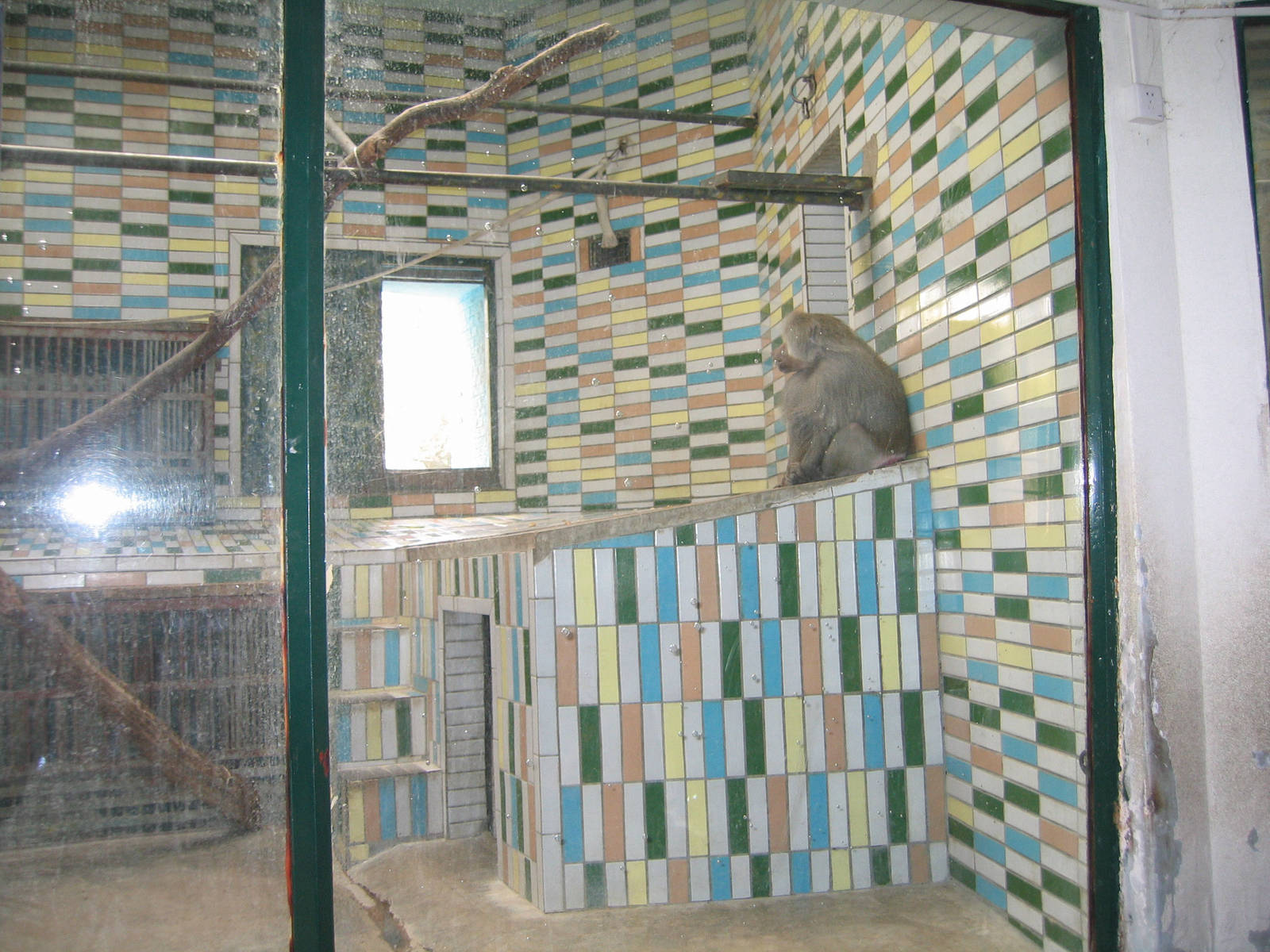 Baboon - Beijing Zoo