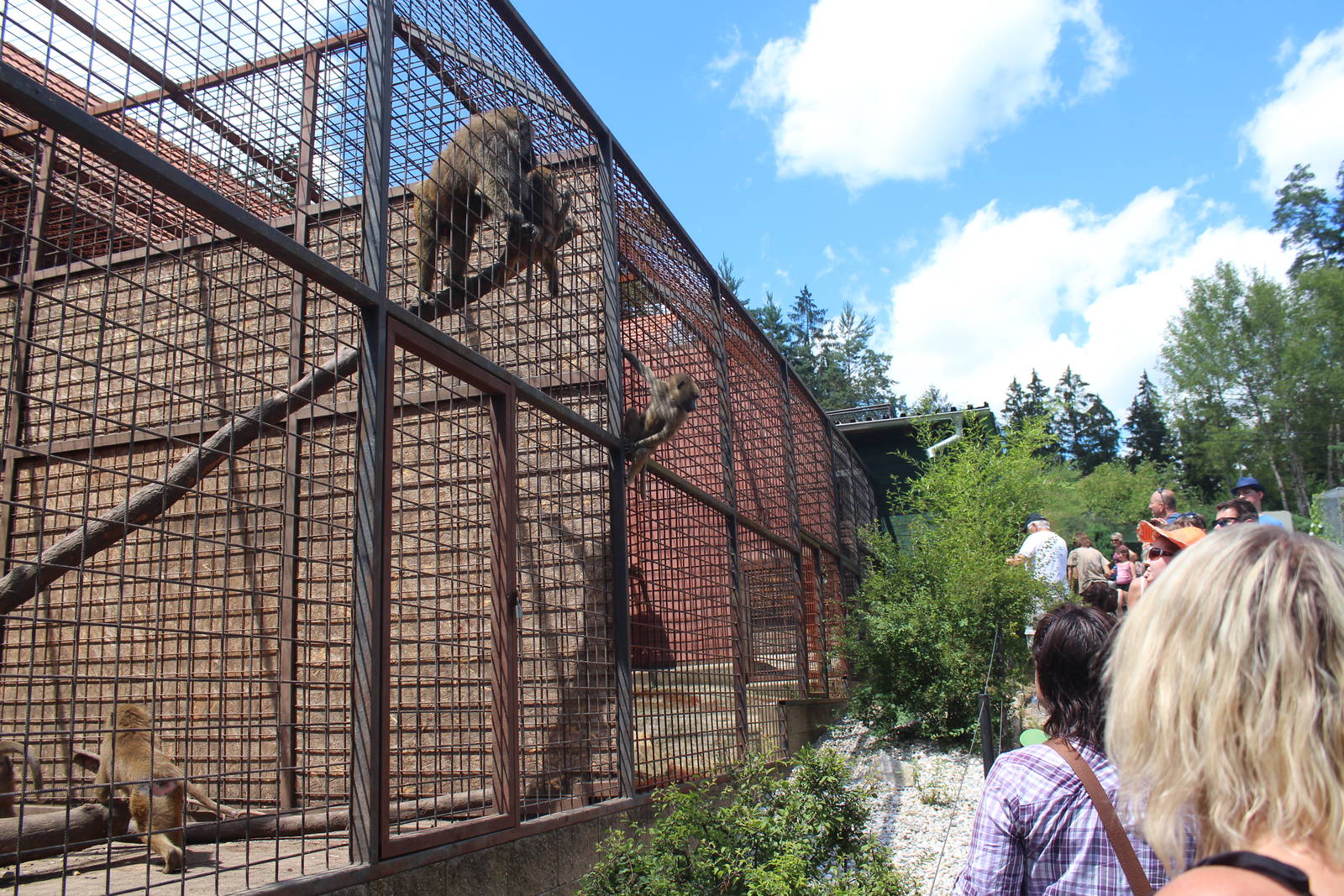 Baboon cage, Dvorec Zoo