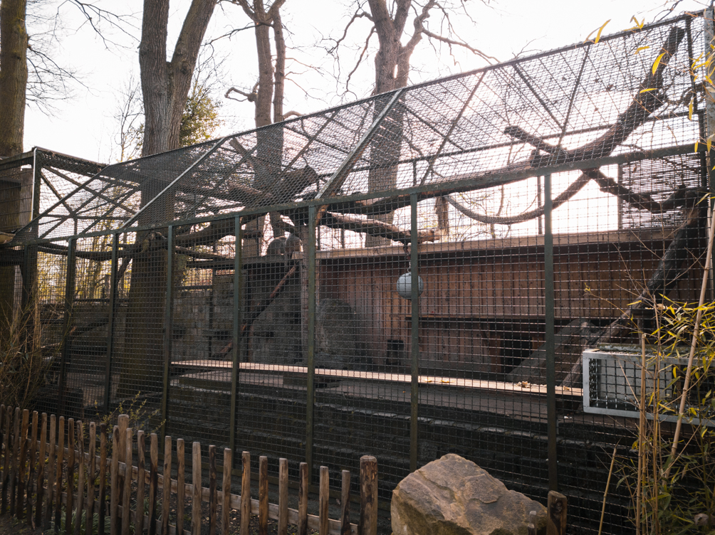 Baboon cage (Papio anubis)